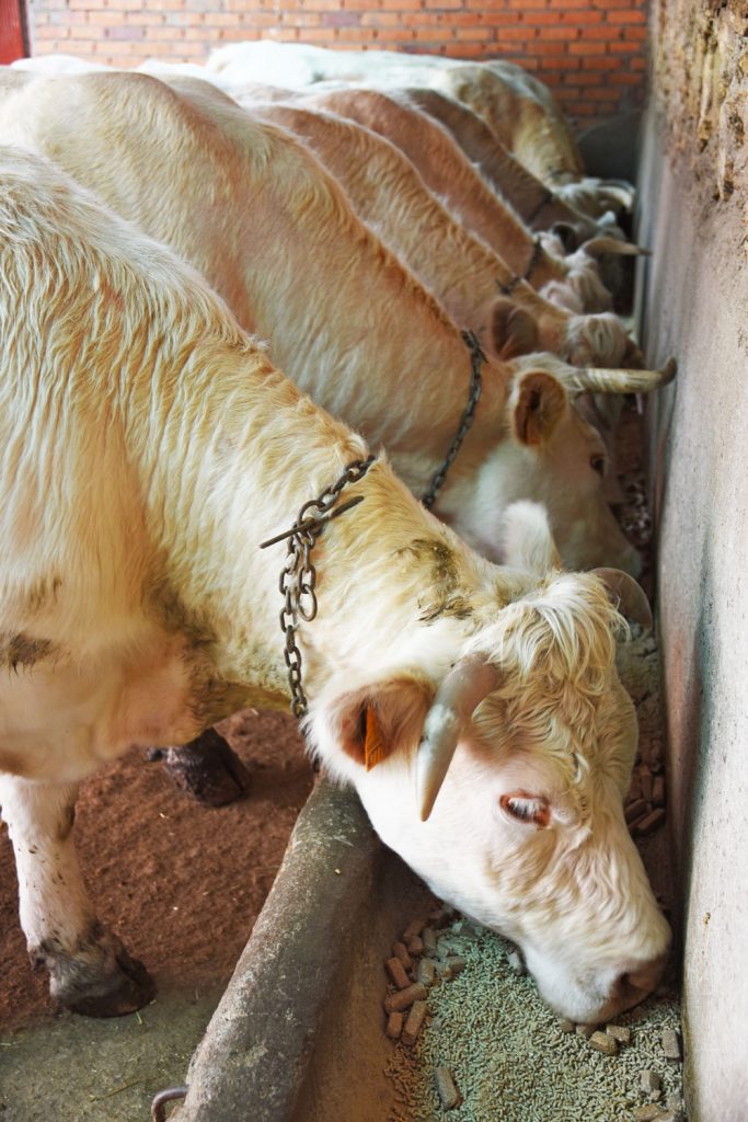 alimentación ganadería charolesa los jaimes