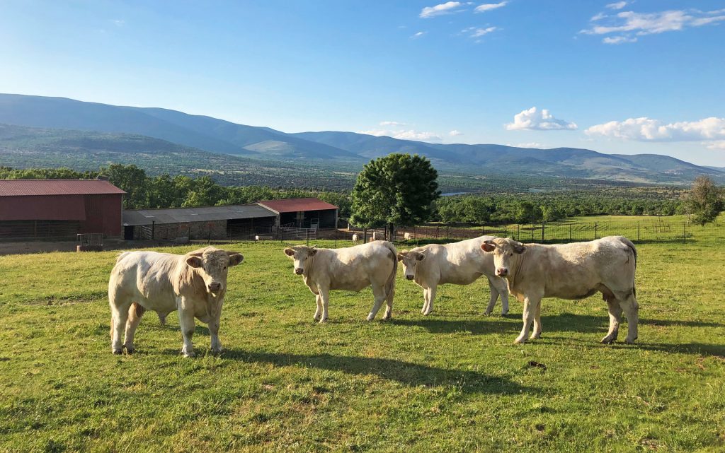 ganadería charolesa los jaimes