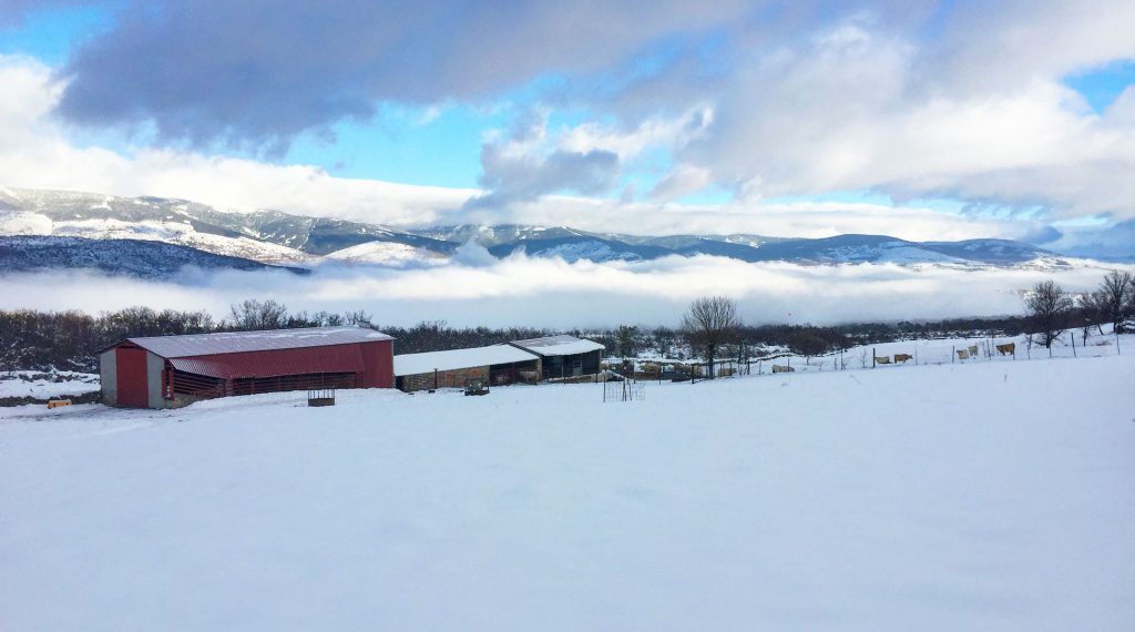 sierra alta montaña ganadería charolesa los jaimes