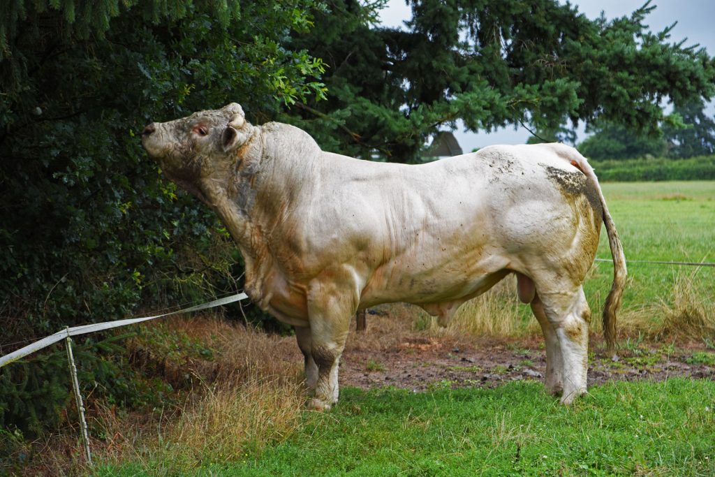 jingles toro de inseminación ganadería charolesa los jaimes