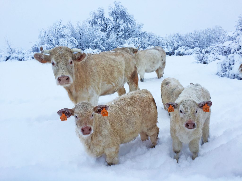 nieve ganadería charolesa los jaimes sierra de madrid
