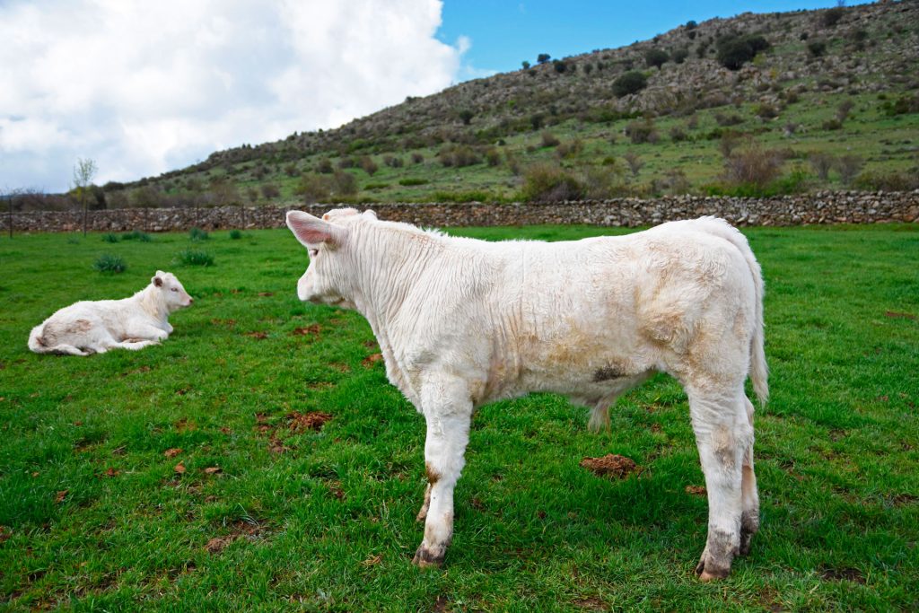 ganaderia charolesa los jaimes