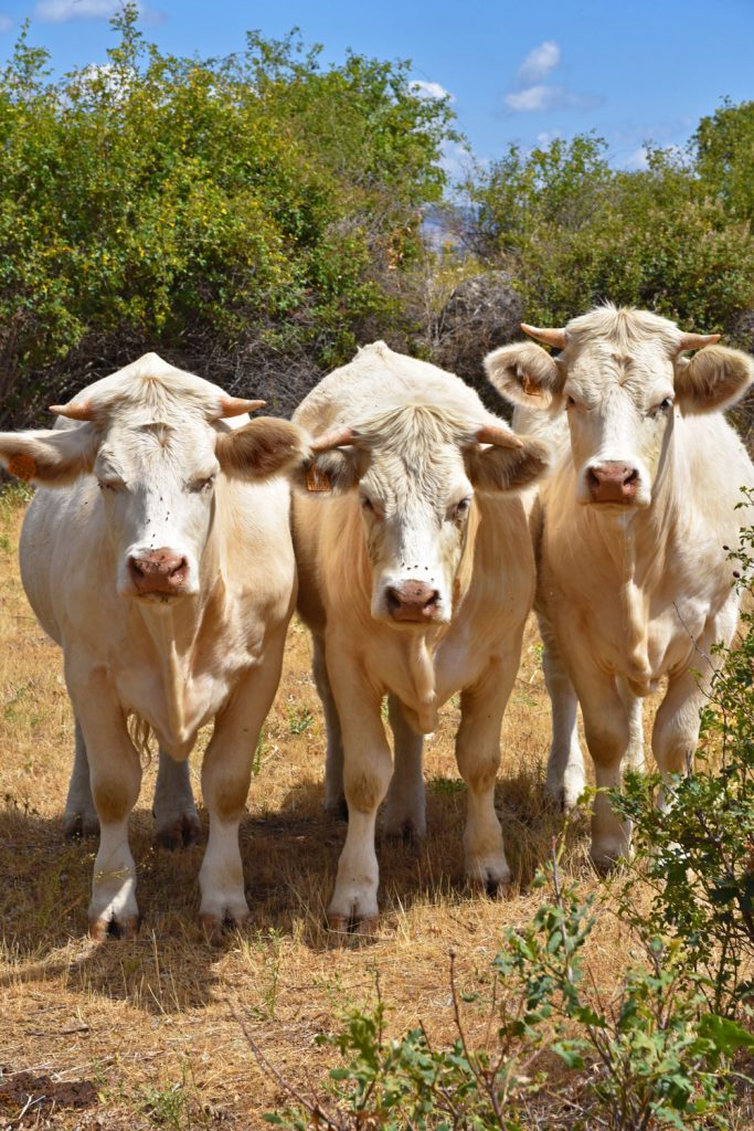 novillas charolesas los jaimes madrid