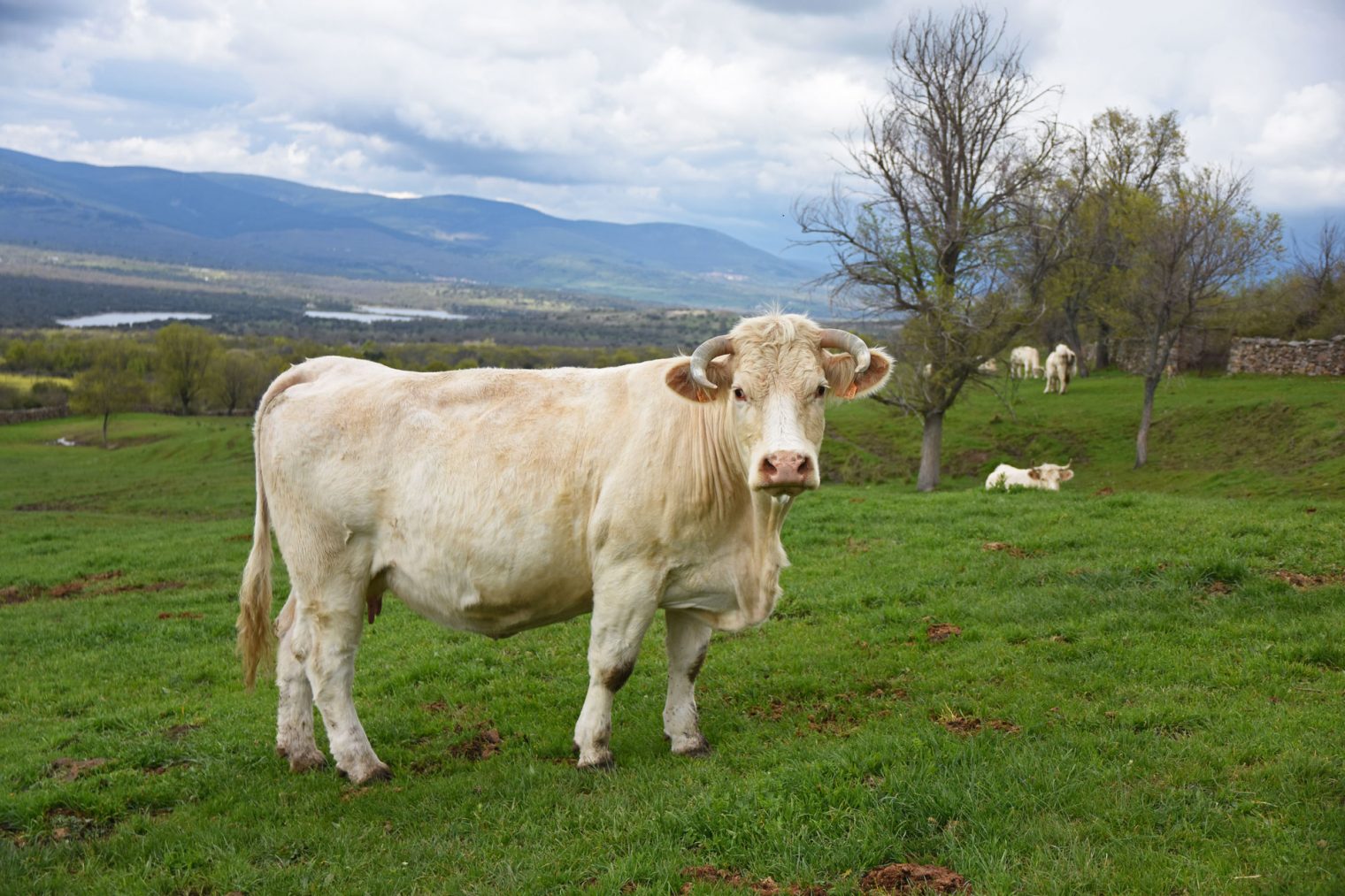 vaca raza charolesa ganadería del charolés los jaimes